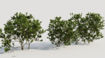 Myrica cerifera c