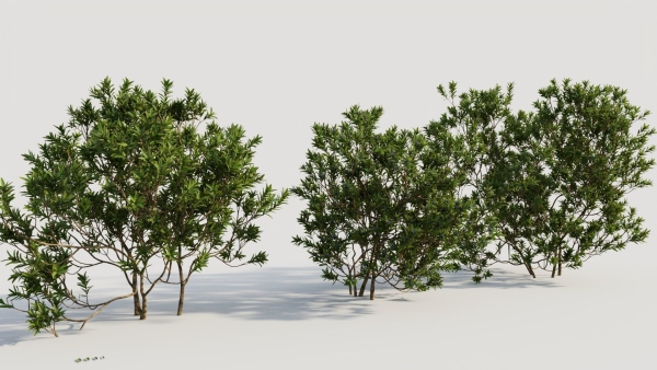 Myrica cerifera c