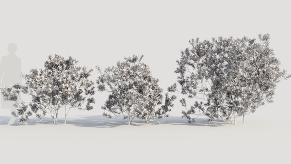 Myrica cerifera c