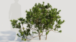 Myrica cerifera c