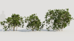 Myrica cerifera c