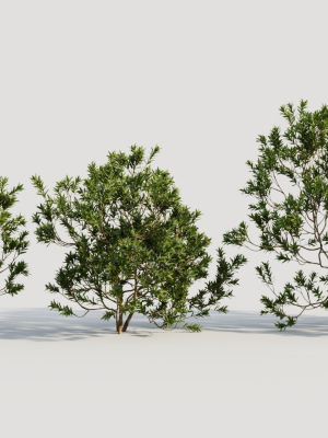 Myrica cerifera c