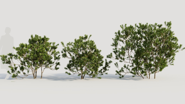 Myrica cerifera c