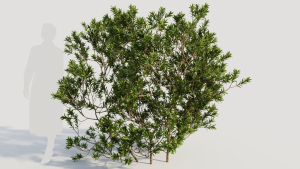 Myrica cerifera c