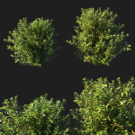 Myrtle bush 01