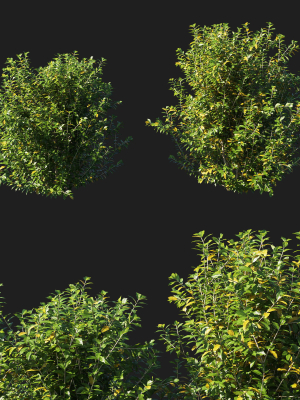 Myrtle bush 01