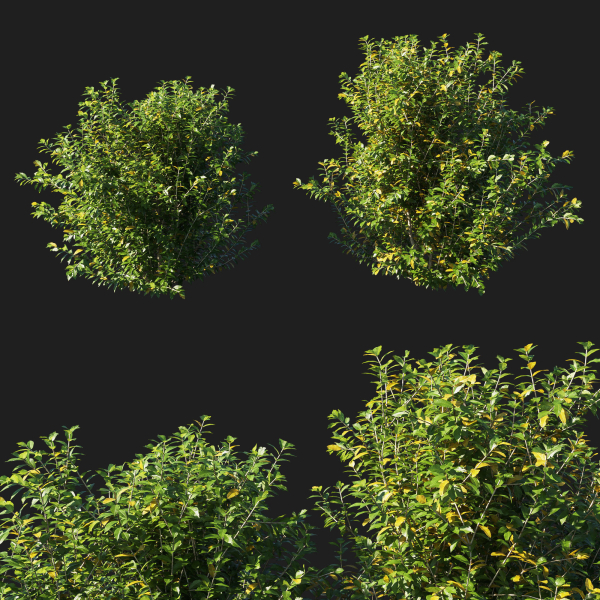 Myrtle bush 01