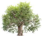 Mysterious tree vol 251