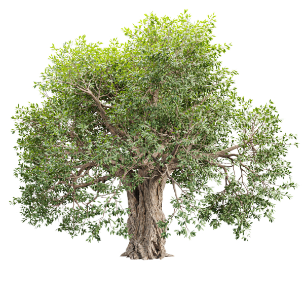 Mysterious tree vol 251