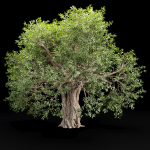 Mysterious tree vol 251