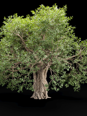 Mysterious tree vol 251