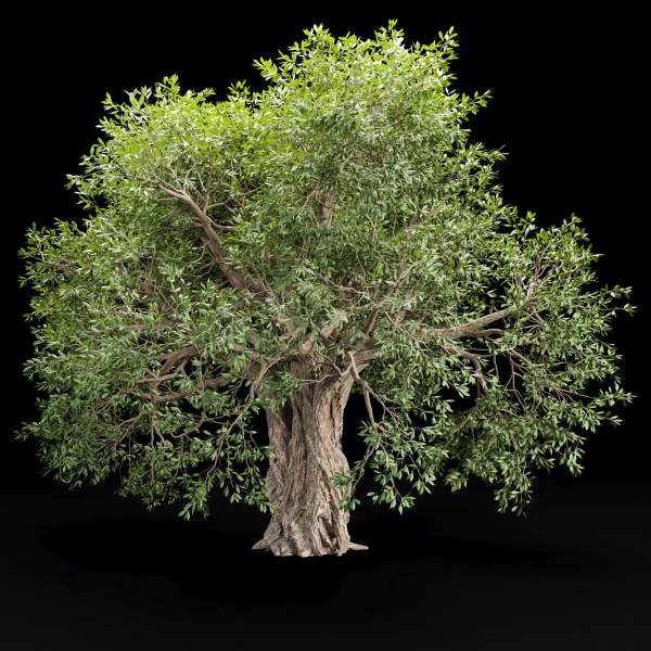 Mysterious tree vol 251