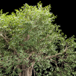 Mysterious tree vol 251