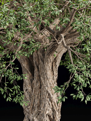 mysterious-tree-vol-251-3d-model-d1c30b4a34