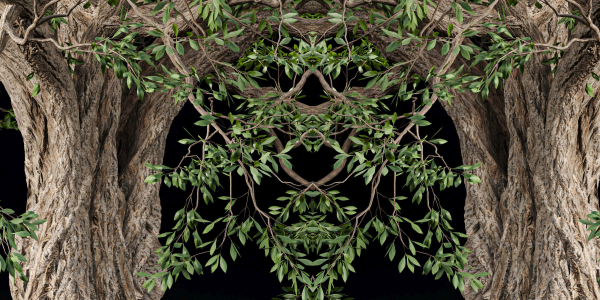 Mysterious tree vol 251-Blender
