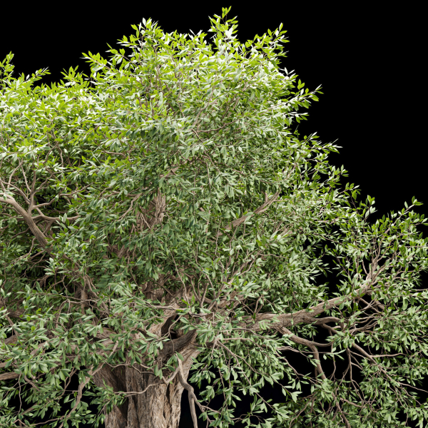 Mysterious tree vol 251-Blender