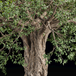 Mysterious tree vol 251-Blender