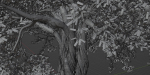 Mysterious tree vol 251-Blender
