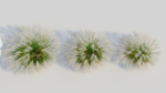 Nassella tenuissima b