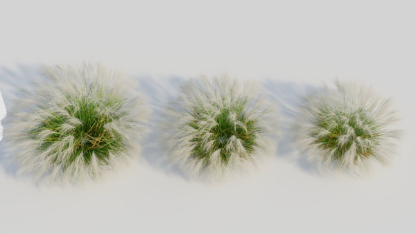 Nassella tenuissima b