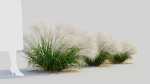 Nassella tenuissima c