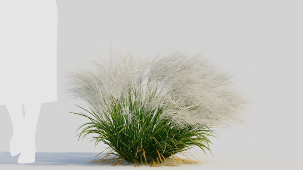 Nassella tenuissima c