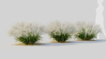 Nassella tenuissima c