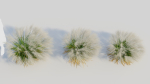 Nassella tenuissima c
