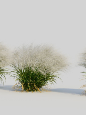nassella-tenuissima-d-3d-model-70d35bffb4