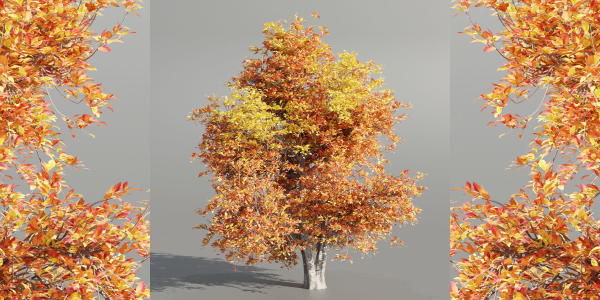 Natural tree for landscape vol 215-Blender