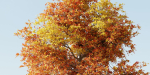 Natural tree for landscape vol 215-Blender