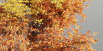 Natural tree for landscape vol 215-Blender