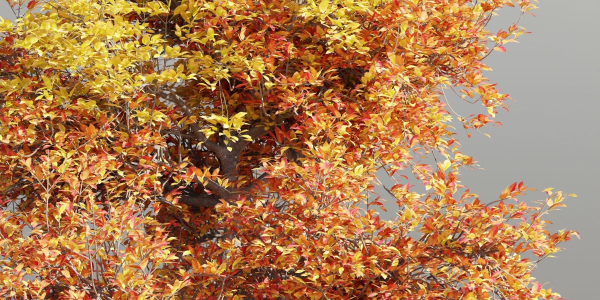 Natural tree for landscape vol 215-Blender