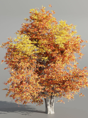 natural-tree-for-landscape-vol-215-blender-3d-model-e5f8594ff5