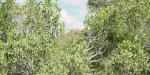 Natural Tree for landscape vol 219-Blender