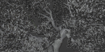 Natural Tree for landscape vol 219-Blender