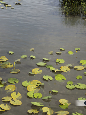 Nature Assets - Lake Plants