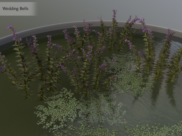 Nature Assets - Lake Plants