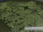 Nature Assets - Lake Plants