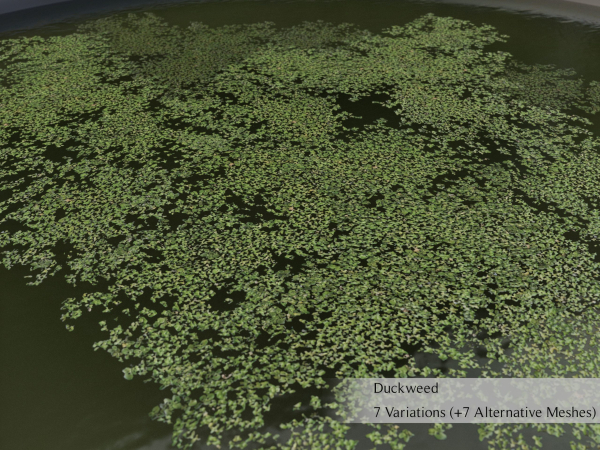 Nature Assets - Lake Plants