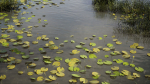 Nature Assets - Lake Plants