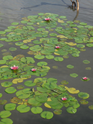 nature-assets-lake-plants-3d-model-d491d21a4b