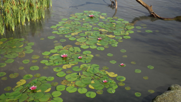 Nature Assets - Lake Plants