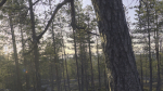 Nature HDRI - Forest Glade