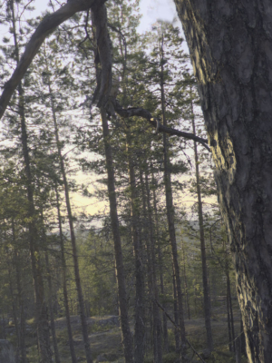 nature-hdri-forest-glade-3d-model