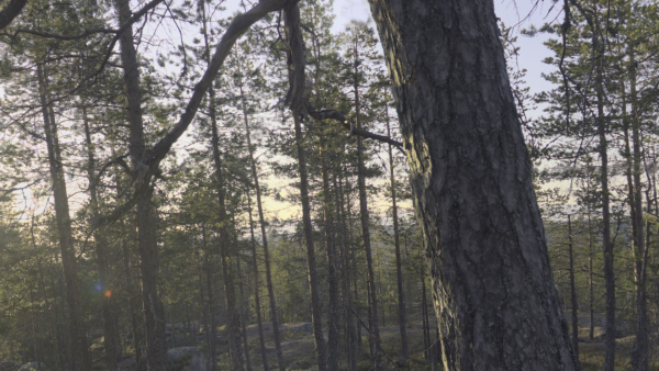 Nature HDRI - Forest Glade