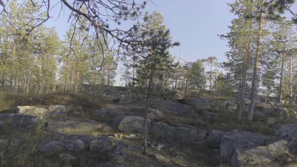 Nature HDRI - Forest Glade