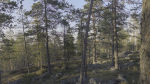 Nature HDRI - Forest Glade