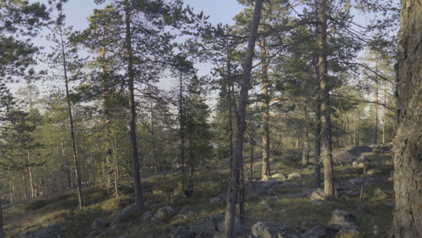 Nature HDRI - Forest Glade