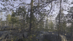 Nature HDRI - Forest Glade